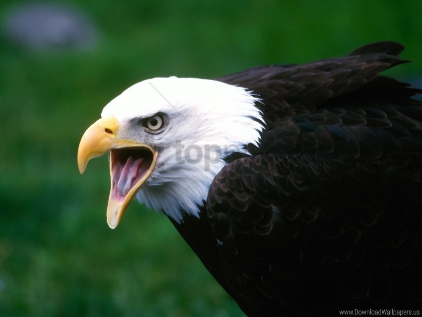 eagle screaming wallpaper Free PNG