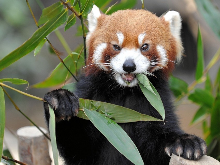 eat fire fox grass panda wallpaper Transparent PNG images free download