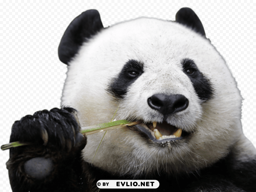 eating panda PNG with no background free download