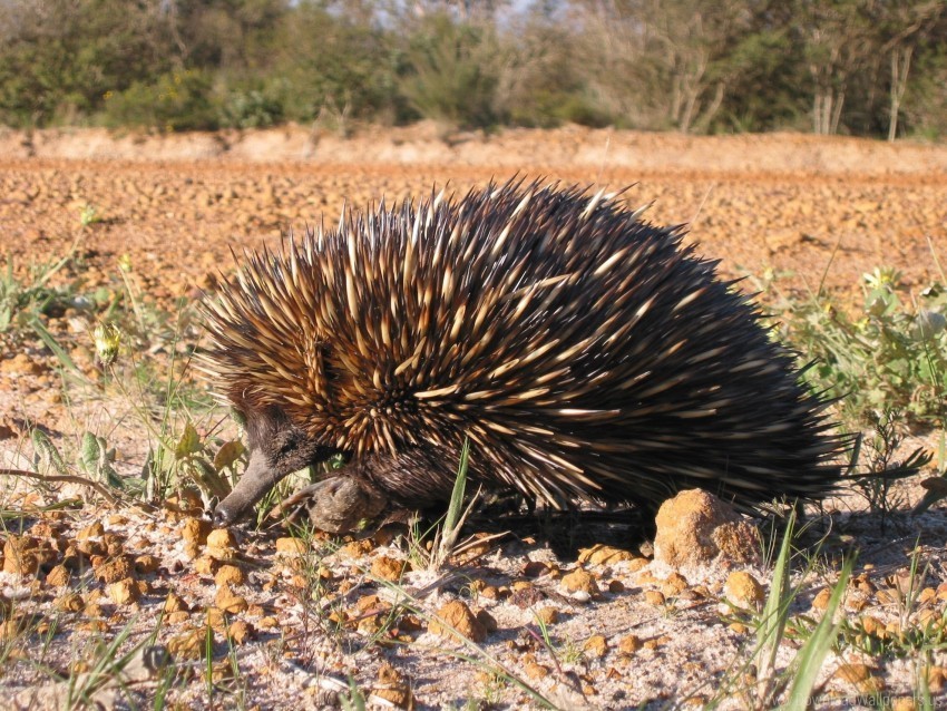 Echidna Rocks Sand Thorns Wallpaper Clear Background PNG Isolated Subject