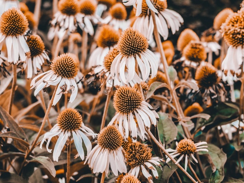 echinacea flowers flowerbed plants flowering PNG files with transparent backdrop