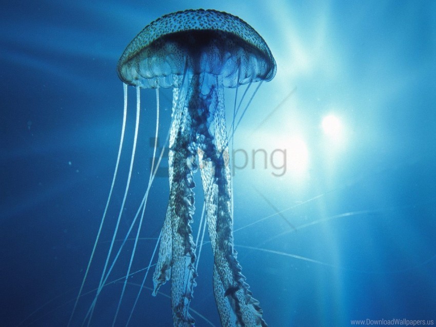 electric jellyfish wallpaper Isolated Graphic with Transparent Background PNG
