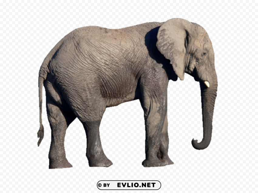 elephant PNG images with no attribution