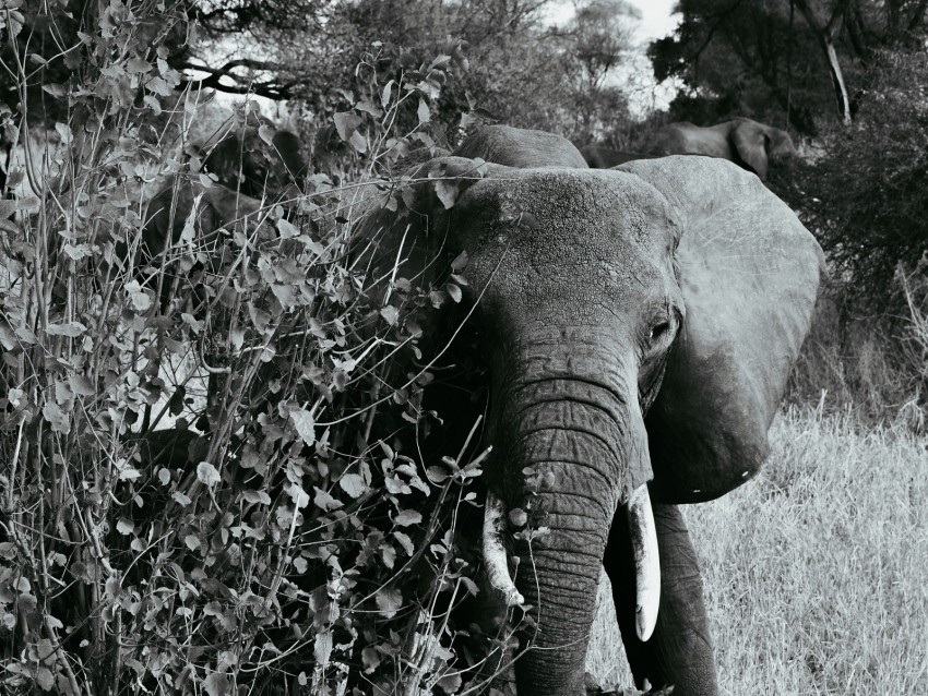 elephant bw walking wildlife PNG graphics with clear alpha channel selection