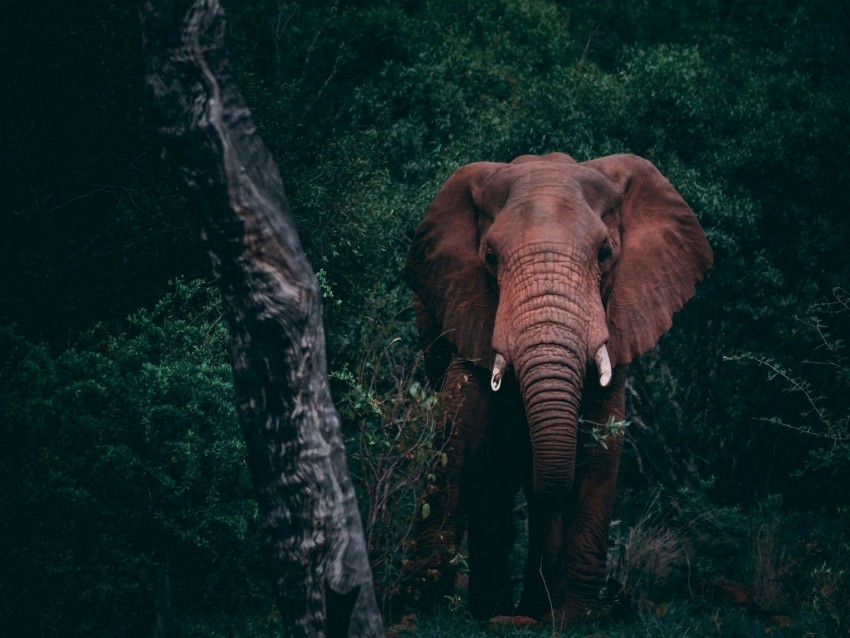 elephant forest wildlife dark Clear Background PNG Isolated Design