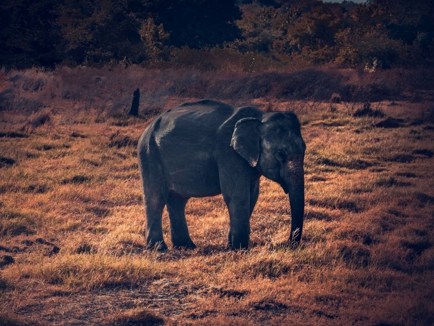 elephant wildlife african elephant Transparent Background Isolated PNG Illustration