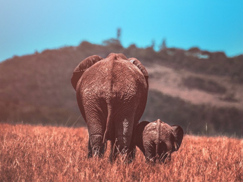 elephants elephant cub wildlife animals Isolated Object in HighQuality Transparent PNG