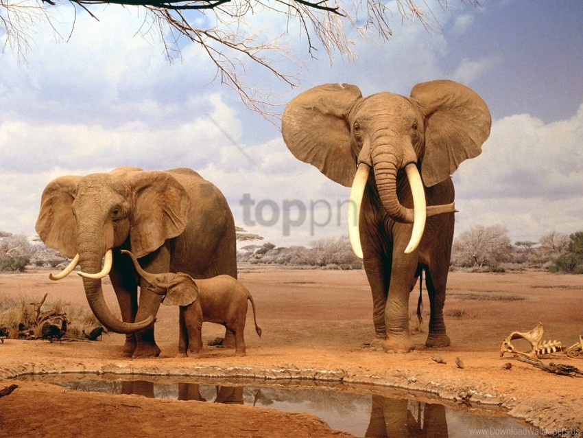 elephants there wallpaper Isolated Artwork on Clear Background PNG