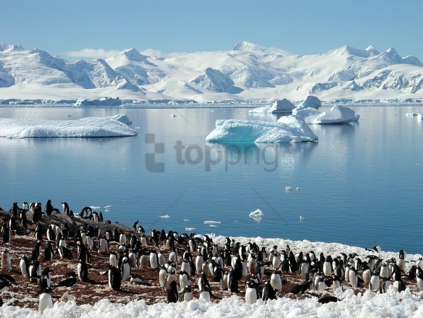 enguins glaciers north pack sea spring wallpaper PNG transparency images