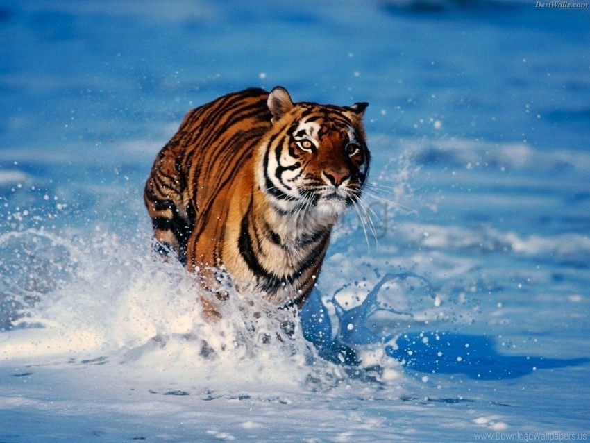escape predator snow tiger wallpaper Free transparent PNG