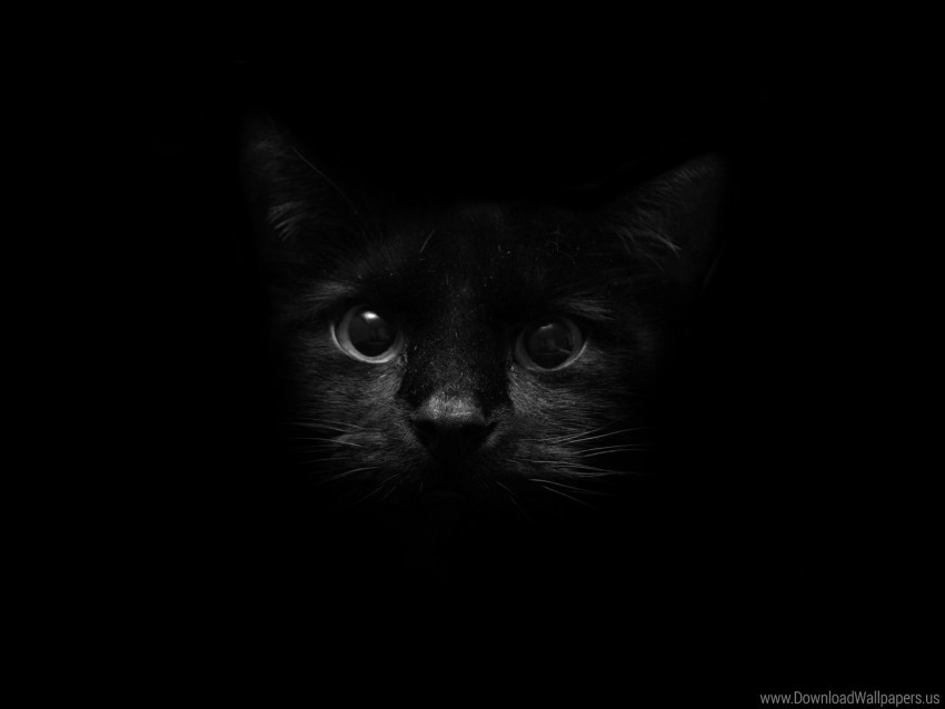 eye face kitten shadow wallpaper Clear Background PNG Isolated Graphic Design