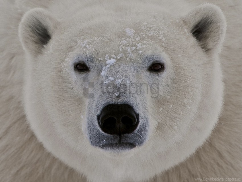 eyes face fat polar bear sleepy wallpaper Free download PNG images with alpha channel