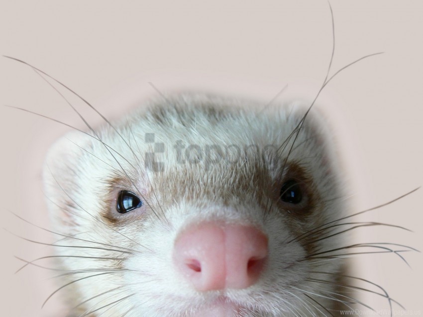 eyes face ferret nose wallpaper PNG images without BG