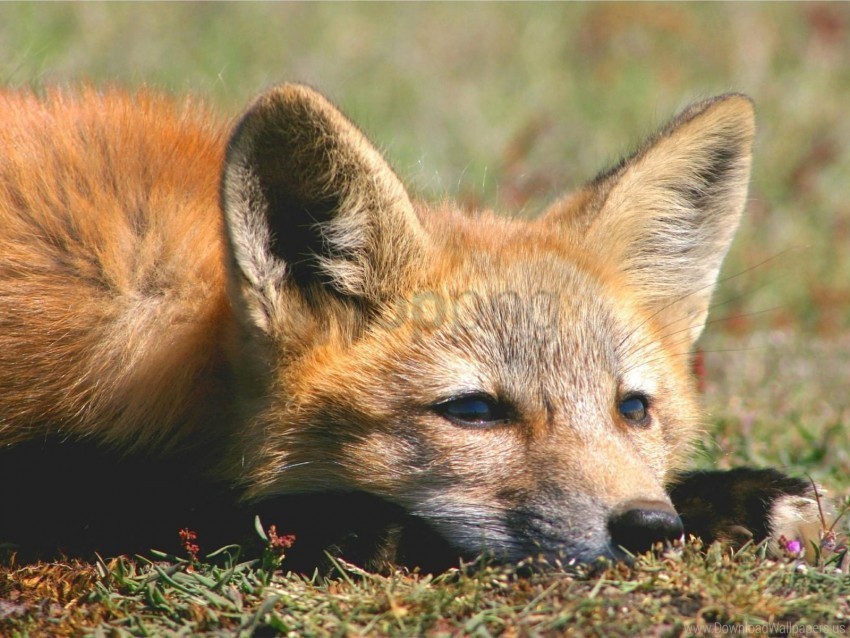 eyes face fox sadness wallpaper PNG images with no background essential