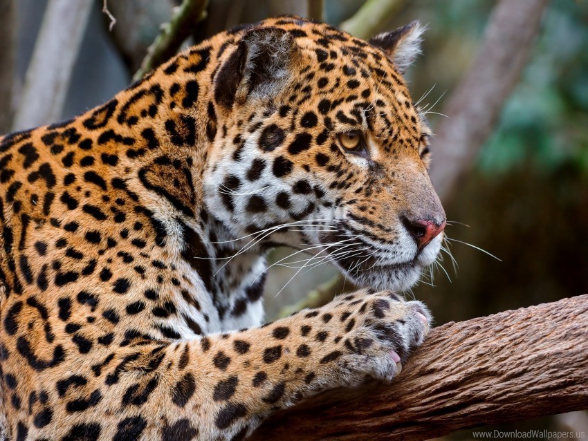 eyes face jaguar mottled predator wallpaper Transparent design PNG
