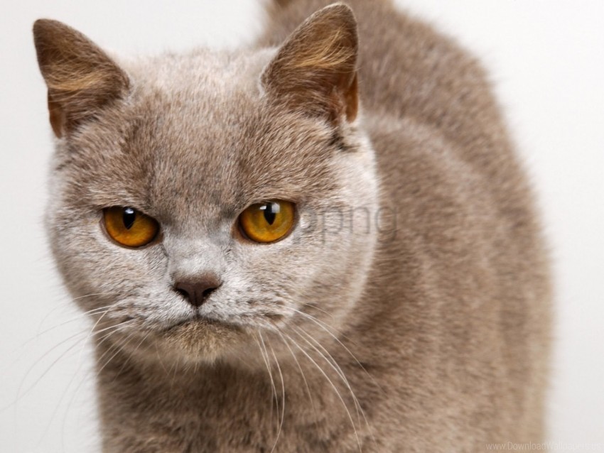 eyes face kitten wallpaper Isolated Subject with Clear PNG Background