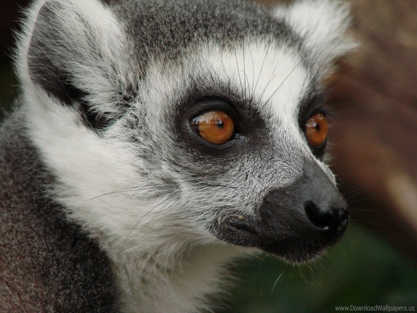 eyes face lemur spotted wallpaper PNG photo without watermark