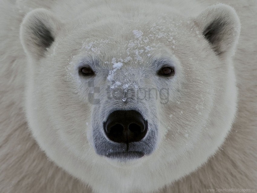 eyes face polar bear wallpaper PNG Object Isolated with Transparency