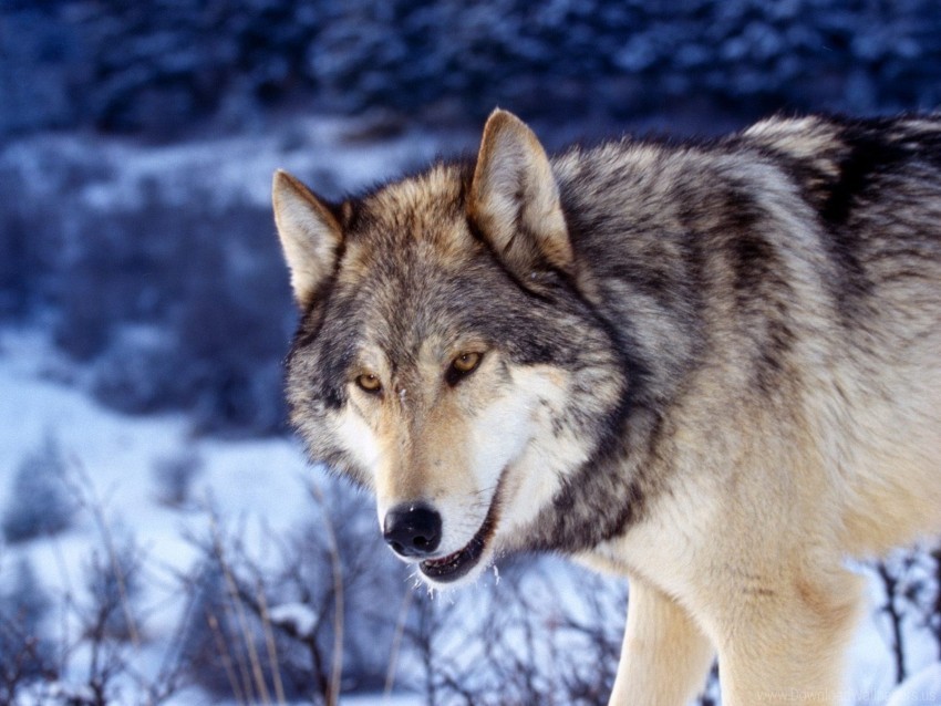 eyes face predator wolf wallpaper PNG files with clear background