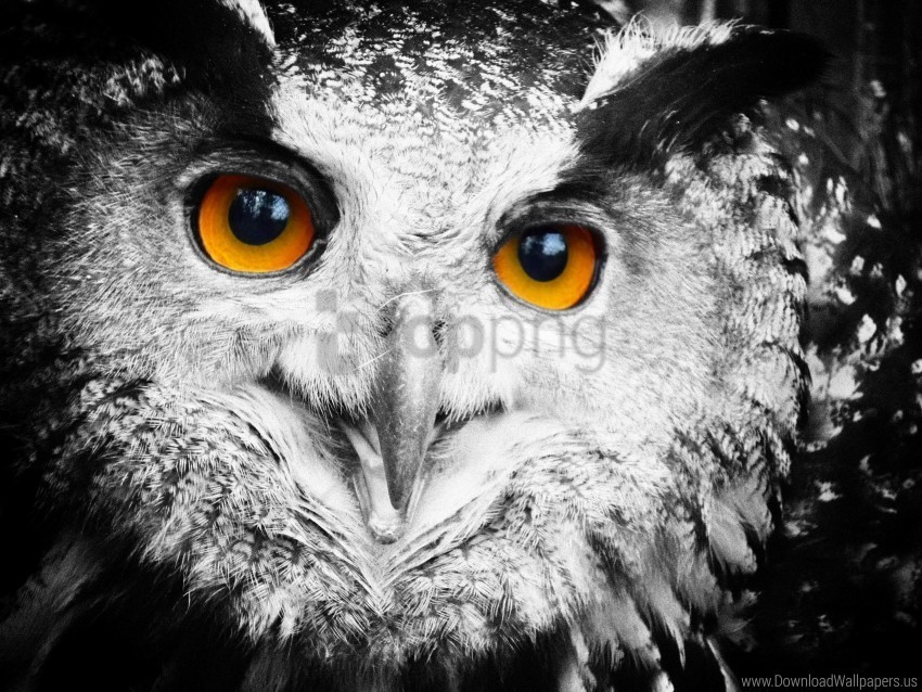 eyes feathers owl wallpaper Clear background PNG clip arts