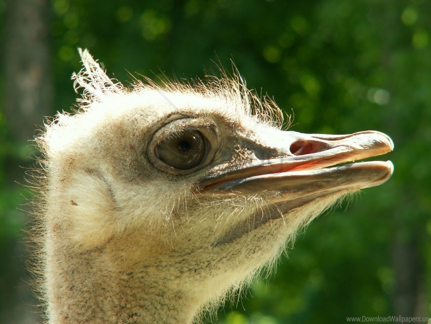 eyes fluffy head ostrich wallpaper Isolated Subject on Clear Background PNG