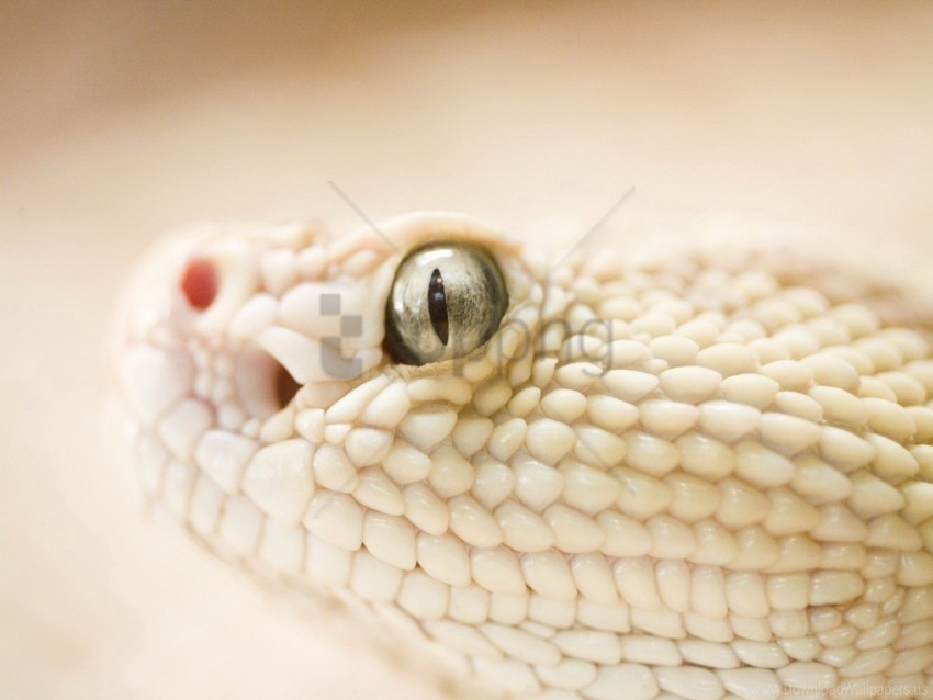 eyes head skin snake wallpaper Isolated Item in HighQuality Transparent PNG