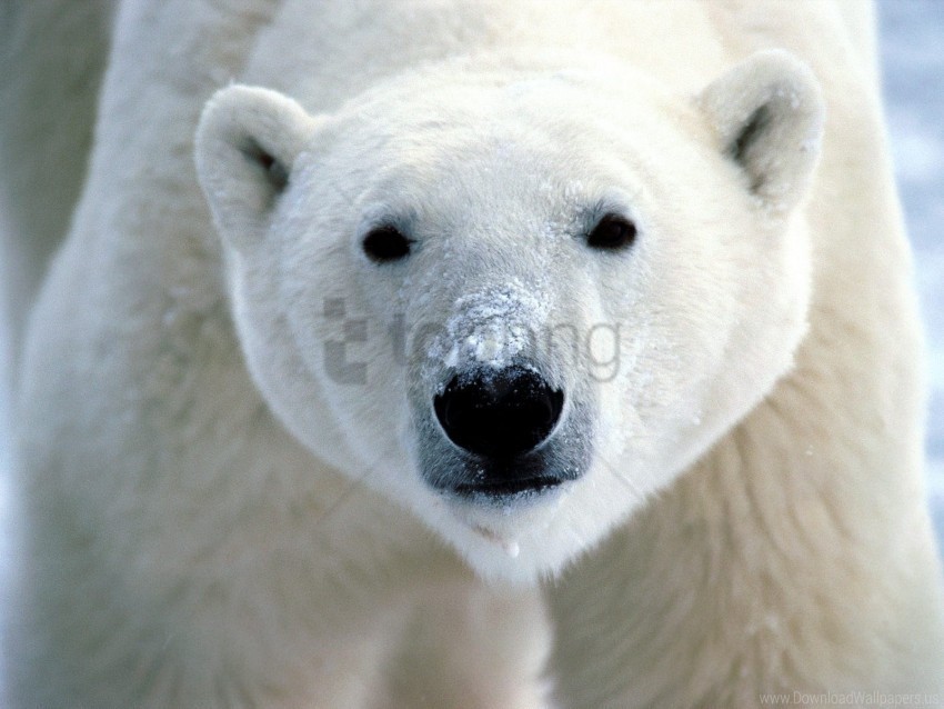 Eyes Nose Polar Bear Wallpaper High-resolution Transparent PNG Images Set