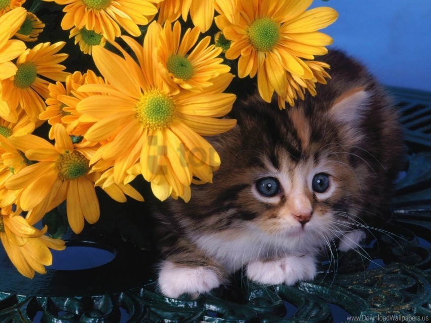 face flower kitten lie wallpaper Images in PNG format with transparency