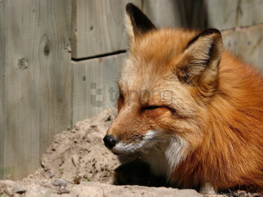 face fox sleep wallpaper Isolated Design Element in HighQuality Transparent PNG