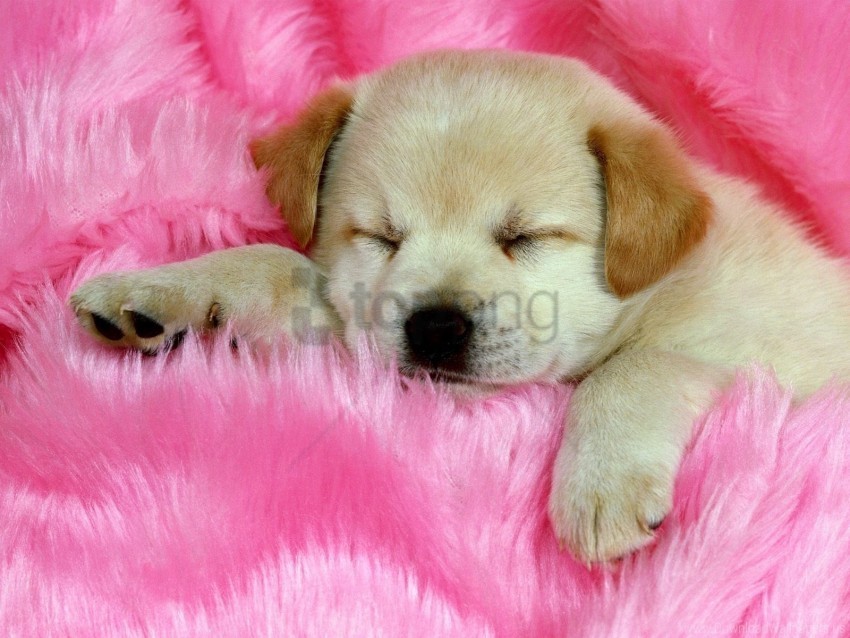 face fur puppy sleeping wallpaper ClearCut Background PNG Isolated Element
