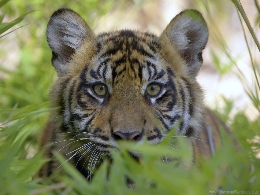 face grass hunting tiger wallpaper PNG Image with Clear Background Isolated