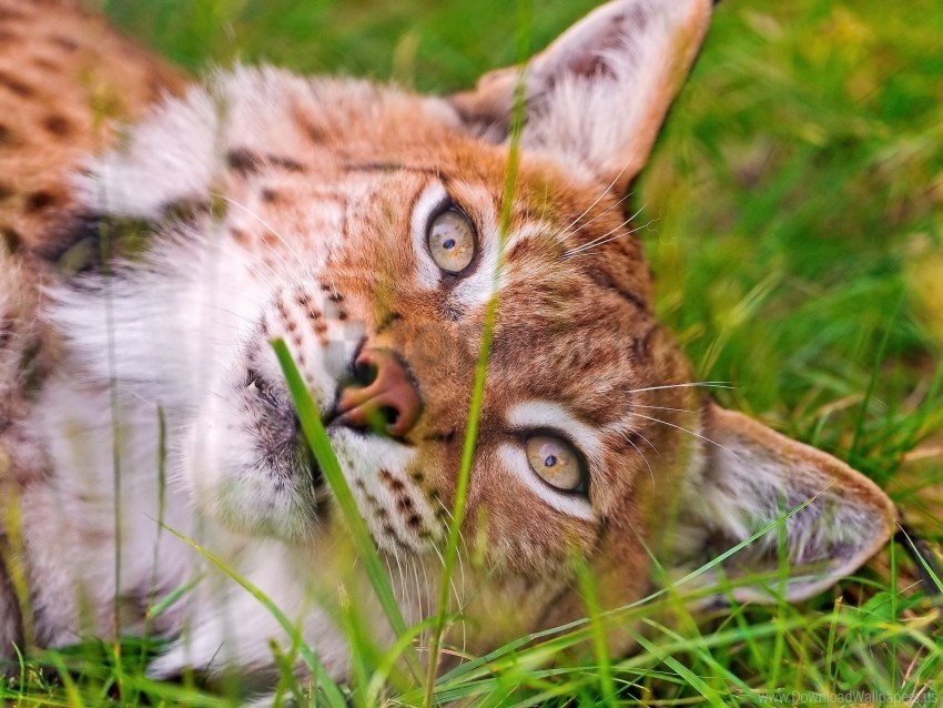 face grass lie lynx wallpaper PNG transparent elements package