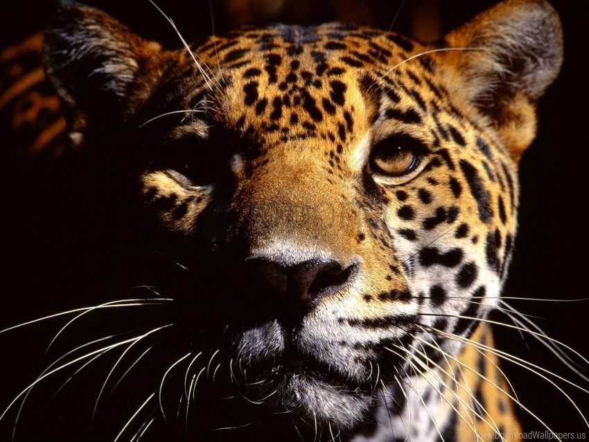 face jaguar shadow wallpaper Isolated Subject on HighQuality Transparent PNG