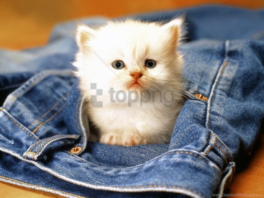 face jeans kitten wallpaper Free PNG images with transparency collection