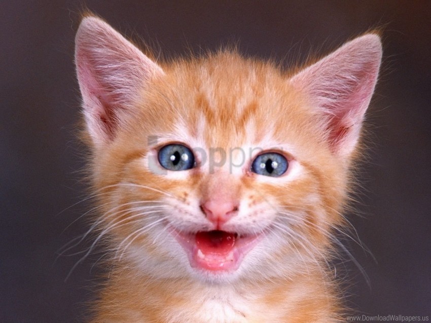 face kitten red shouting wallpaper PNG images without watermarks