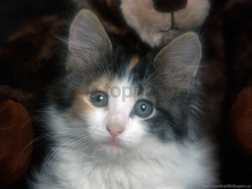 face kitten sad sight wallpaper PNG Graphic Isolated on Clear Backdrop