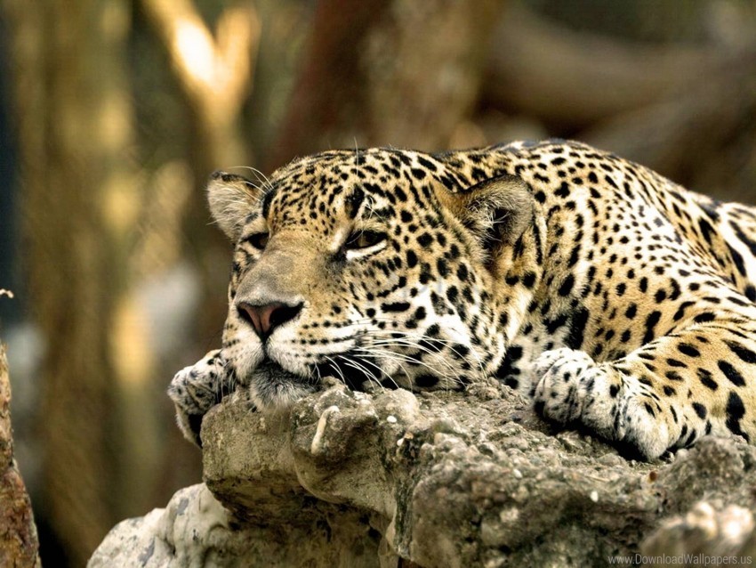 face leopard lying predator wallpaper PNG images without subscription