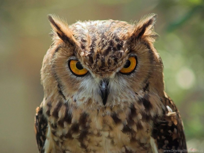 face owl predator wallpaper PNG images for graphic design