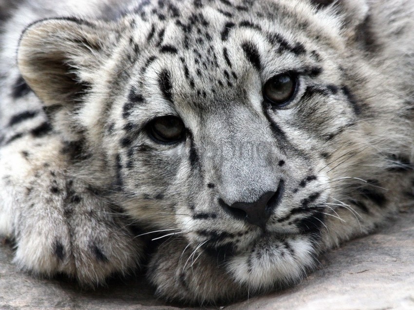 face predator snow leopard wallpaper Free PNG images with alpha transparency comprehensive compilation