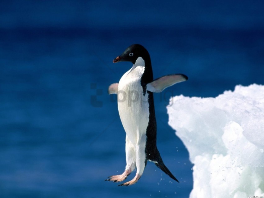 faith leap penguin wallpaper Isolated Illustration with Clear Background PNG