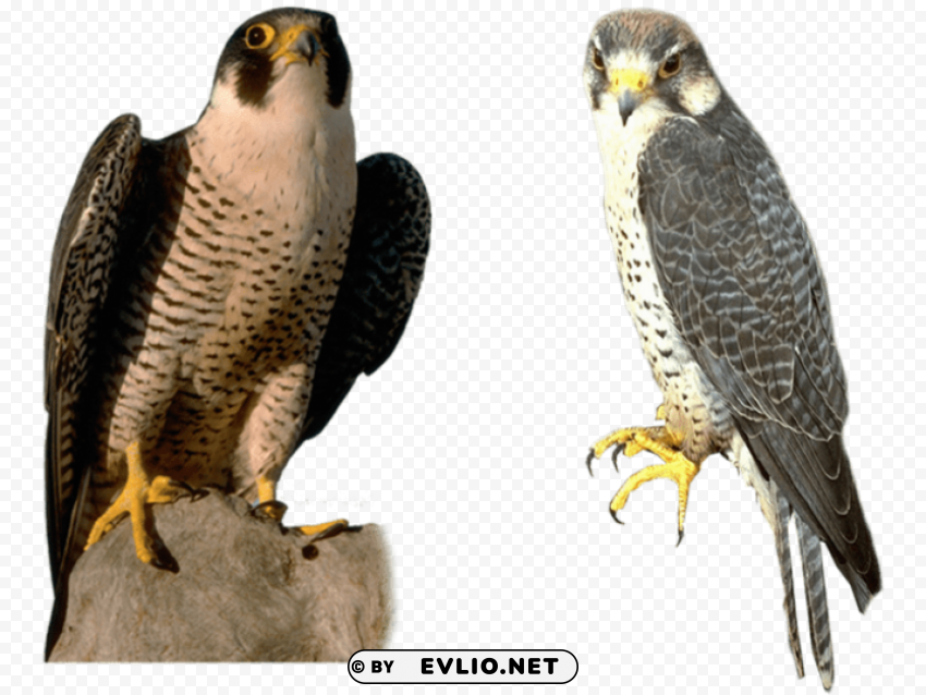 Falcon PNG Transparent Photos Extensive Collection