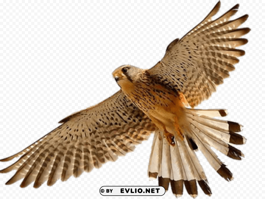 falcon PNG transparent photos for presentations