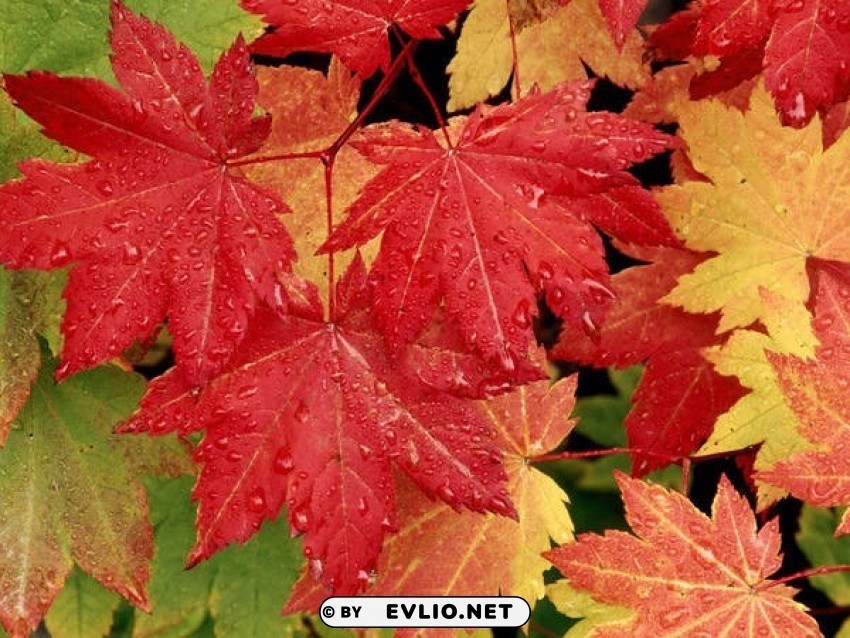 fall leaves wallpaper PNG images with clear alpha channel broad assortment