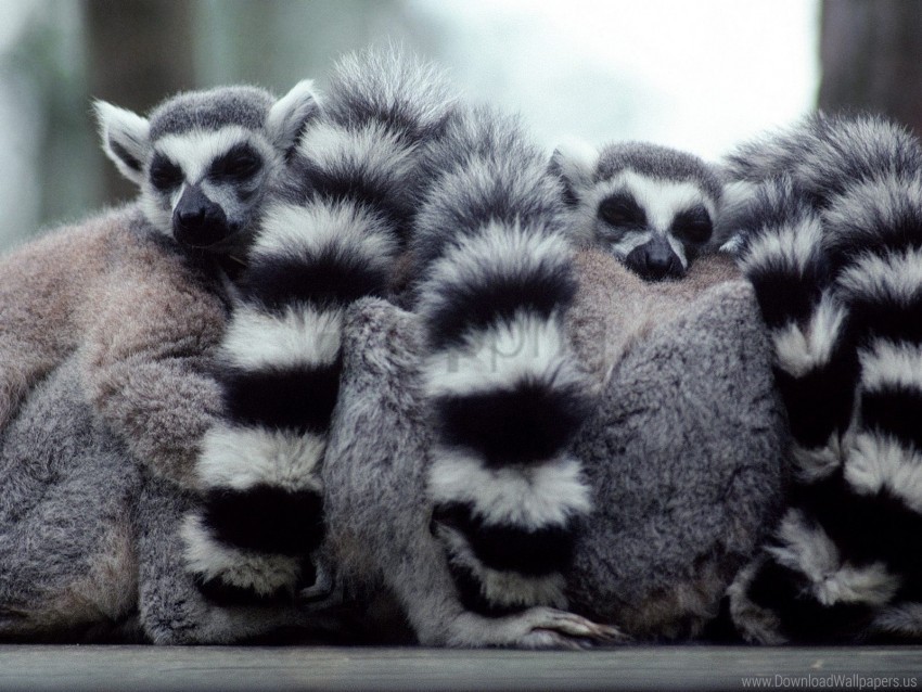 family hide lemurs tail wallpaper High-quality transparent PNG images