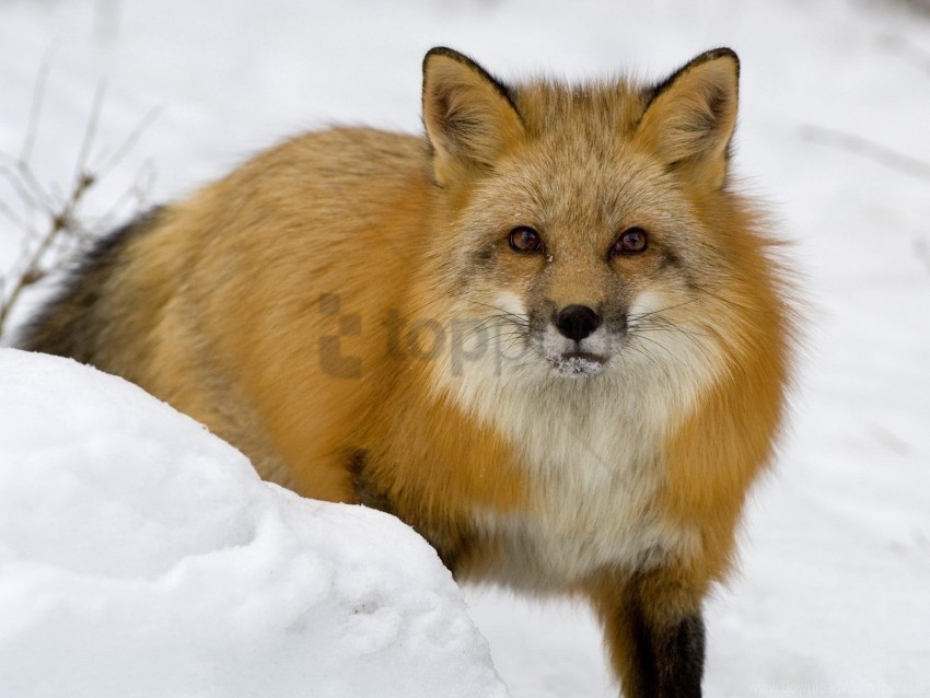 fear fox muzzle snow winter wallpaper PNG Isolated Subject with Transparency