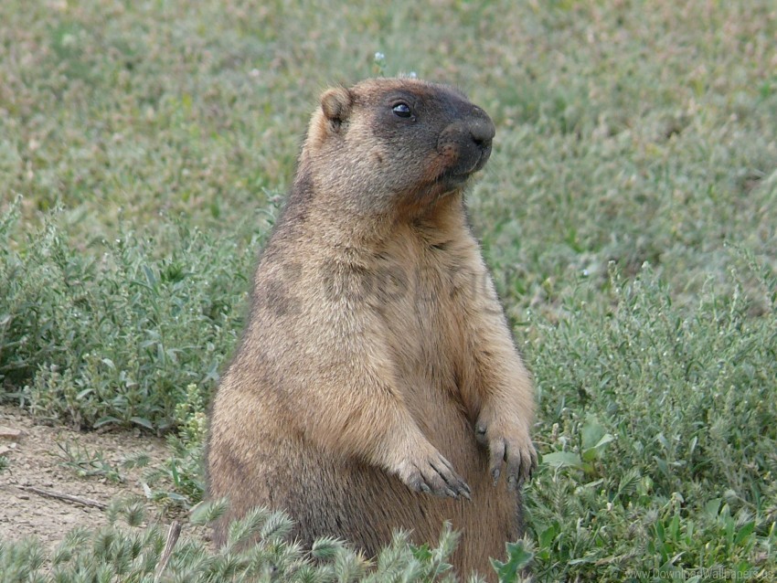 fear grass marmot on two paws steppe marmot wallpaper PNG without watermark free