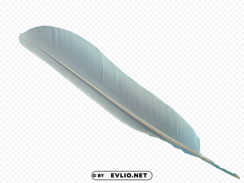 feather Transparent Background PNG Isolated Character