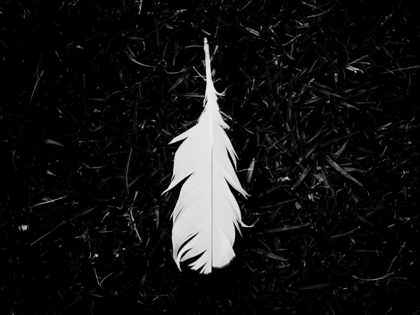 feather bw grass white lightness Transparent Background PNG Isolated Illustration 4k wallpaper