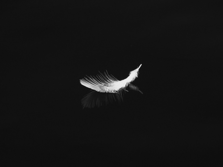 feather reflection white bw feathers Clear Background PNG Isolated Design Element