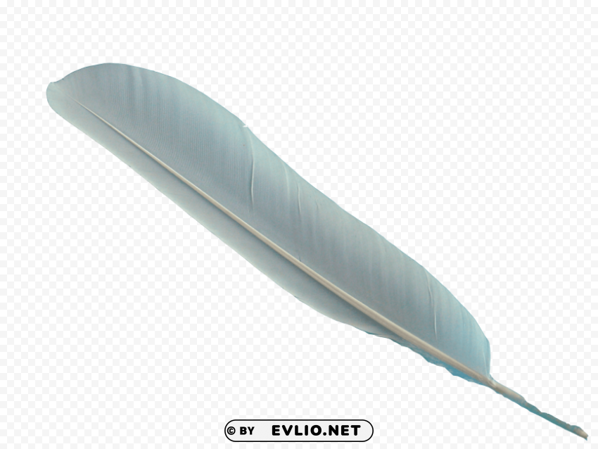 feather with PNG Image with Clear Background Isolation